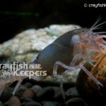 CK-Fallicambarus byersi-2