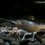 CK-Fallicambarus byersi-3