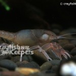CK-Fallicambarus byersi-4