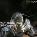 CK-Fallicambarus byersi-5