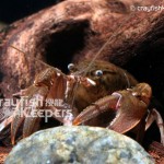 CK-Fallicambarus fodiens-2