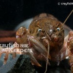 CK-Fallicambarus fodiens-3