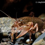 CK-Fallicambarus fodiens-4