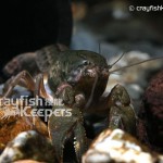 CK-Fallicambarus fodiens-5