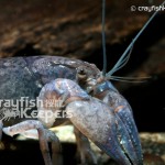 CK-Fallicambarus fodiens-6