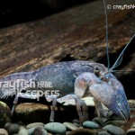 CK-Fallicambarus fodiens-7