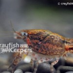 CK-Faxonella clypeata-1