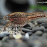 CK-Faxonella clypeata-2