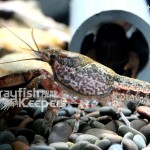 CK-Faxonella clypeata-3