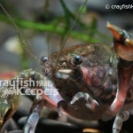 CK-Faxonella clypeata-4