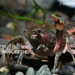 CK-Faxonella clypeata-5