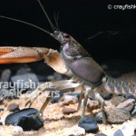 CK-Orconectes acare-1