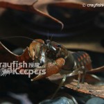 CK-Orconectes acare-3