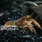 CK-Orconectes acare-4