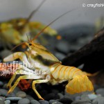 CK-Orconectes durelli-1