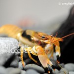 CK-Orconectes durelli-4