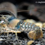 CK-Orconectes erichsonianus-1