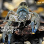 CK-Orconectes erichsonianus-2