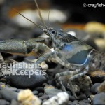 CK-Orconectes erichsonianus-3