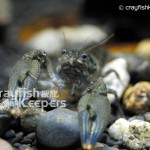 CK-Orconectes erichsonianus-4