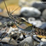 CK-Orconectes erichsonianus-5