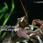 CK-Orconectes limosus-1