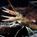 CK-Orconectes limosus-2