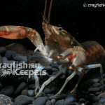 CK-Orconectes limosus-3