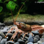 CK-Orconectes limosus-4