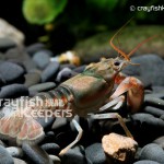 CK-Orconectes limosus-5