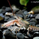 CK-Orconectes limosus-6