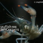 CK-Orconectes palmeri-1