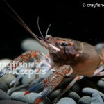 CK-Orconectes palmeri-3