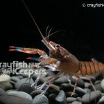 CK-Orconectes palmeri-4