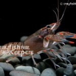 CK-Orconectes palmeri-6