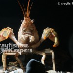 CK-Orconectes virilis-1