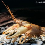 CK-Orconectes virilis-3