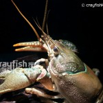 CK-Orconectes virilis-5