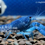 CK-Procambarus alleni-1