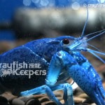 CK-Procambarus alleni-2