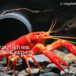 CK-Procambarus clarkii-1