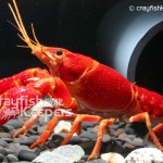 CK-Procambarus clarkii-2