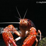 CK-Procambarus clarkii-3