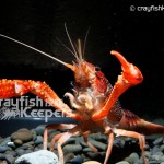 CK-Procambarus clarkii-4