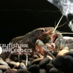 CK-Procambarus cubensis-2