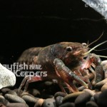 CK-Procambarus cubensis-3