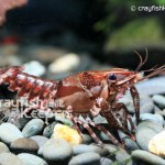 CK-Procambarus echinatus-4