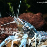 CK-Procambarus enoplosternum-1