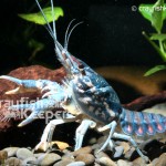 CK-Procambarus enoplosternum-2