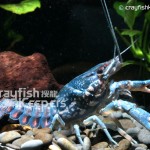 CK-Procambarus enoplosternum-3